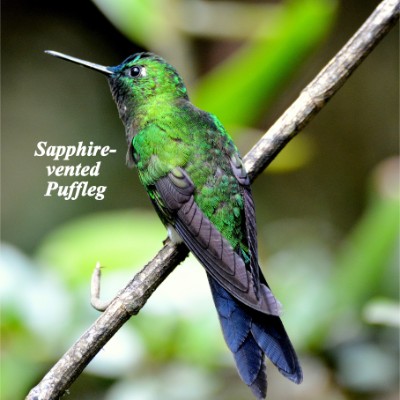 Sapphire-vented Puffleg